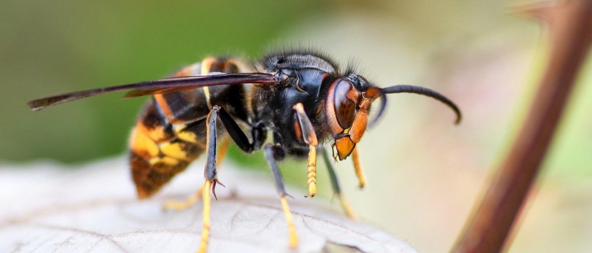 Outre les incidences sur l’activité humaine, le frelon asiatique à pattes jaunes affaiblit les colonies d’abeilles et impacte les rendements agricoles dépendant de la pollinisation. Photo DR.