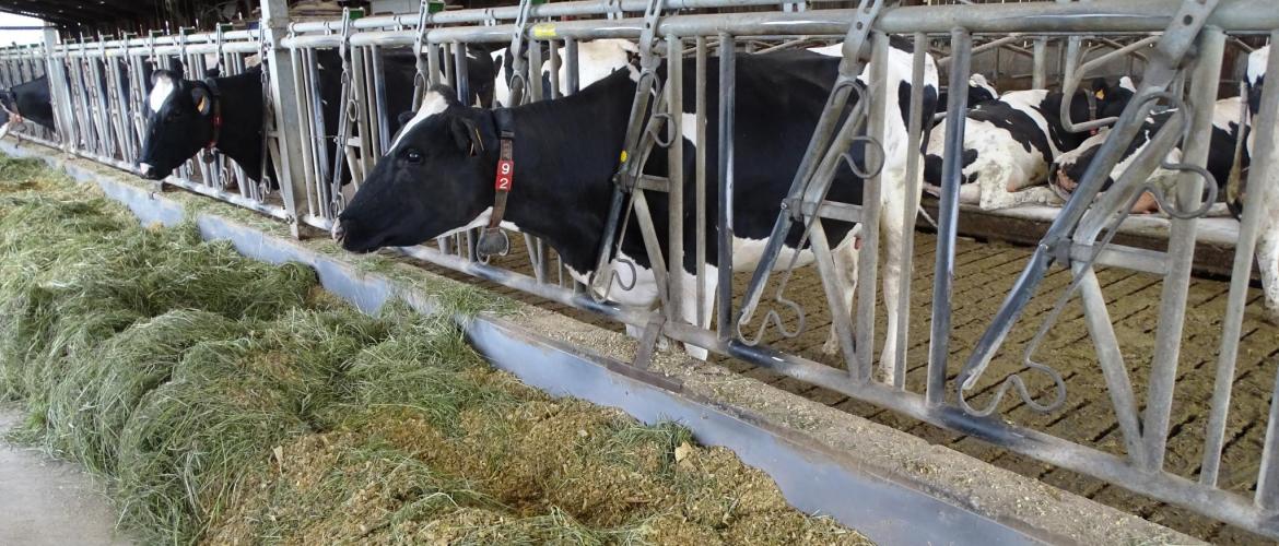  Le GAEC de l’Uvry, à Goviller, est un élevage laitier qui compte 185 vaches laitières sur une surface de 298ha en agriculture biologique. Photo : Jean-luc MASSON.