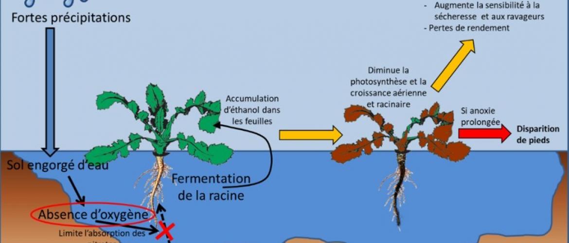 Effet de l’excès d’eau sur le fonctionnement du colza. Source : Terres Inovia.