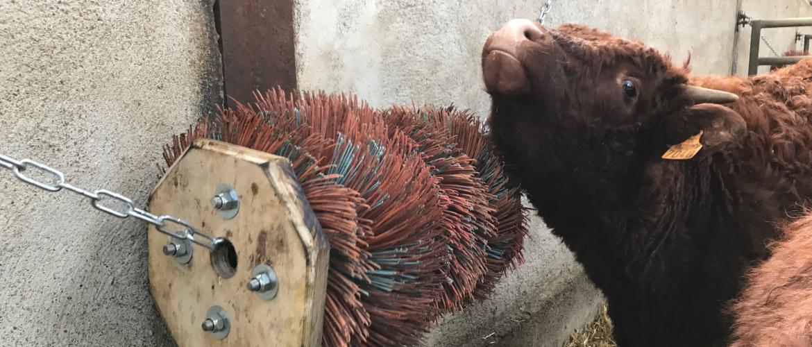 Vous avez conçu une brosse « maison » ? Partagez votre invention ! CP : Pauline Garcia. Vous avez conçu une brosse « maison » ? Partagez votre invention ! CP : Pauline Garcia.