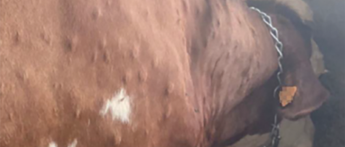 Les lésions cliniques peuvent être de plusieurs ordres : cutanées, buccales, nasales, et génitales chez les femelles. Photo source DRAAF Grand Est.