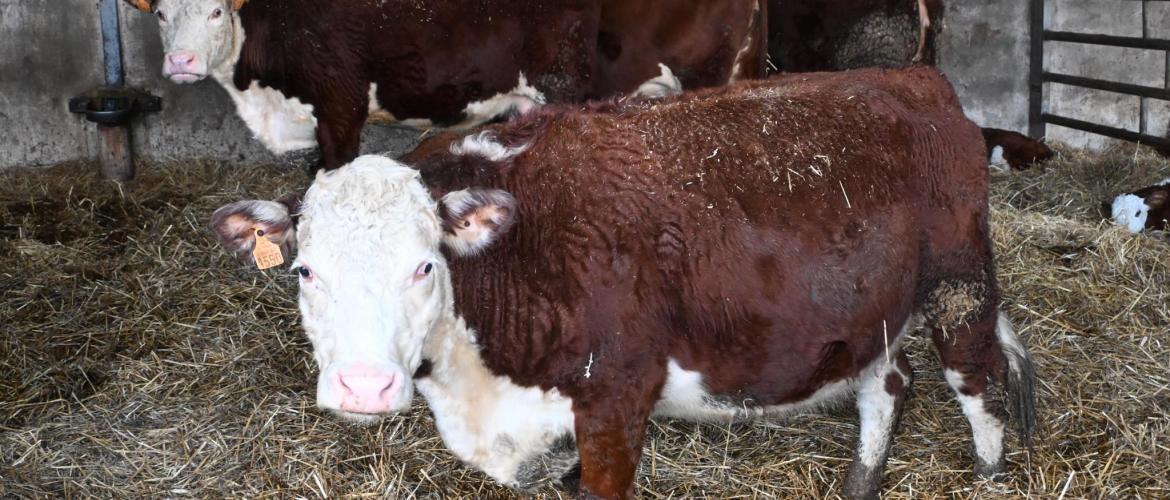 Bastien et Régis conduisent un troupeau de 150 vaches Hereford, race reconnue pour la qualité de sa viande et sa valorisation exceptionnelle de l’herbe. 