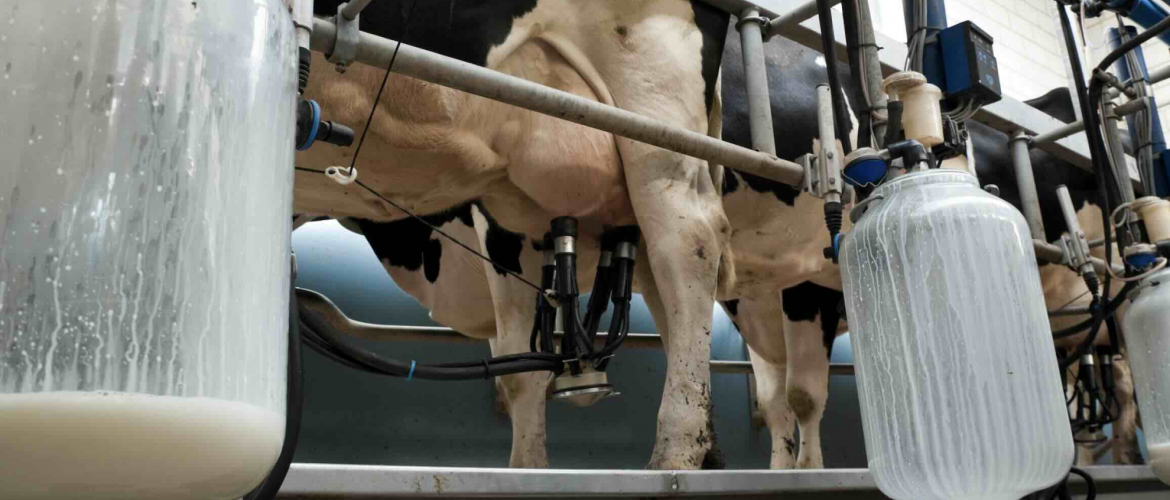 L’annonce de Lactalis, en septembre dernier, de réduire sa collecte de 450 millions de litres a créé une déflagration au sein de la profession. © Photo DR iStock