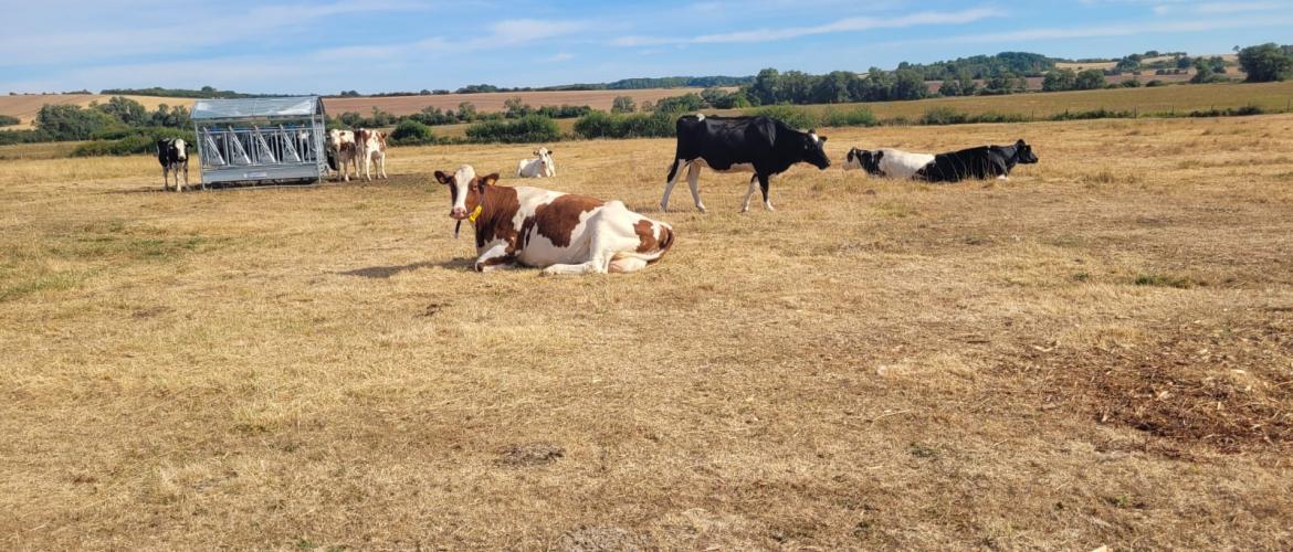 La production fourragère très dégradée justifierait la mise en œuvre d’une procédure « calamités. (photo : N. M). 