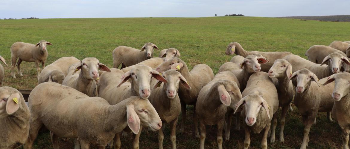 Selon le Dr Spieser, la vaccination contre les sérotypes 4  et 8 de la Fco et contre la Mhe est  à envisager sérieusement cet hiver. Photo : H.Flamant