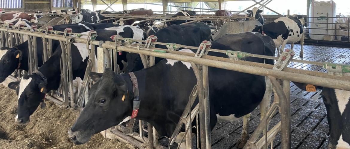 Une ration de qualité pour des vaches à haut potentiel génétique. Photo DR.