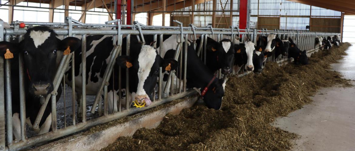 2025, une année avec globalement peu de risques mycotoxines. Photo : H.Flamant