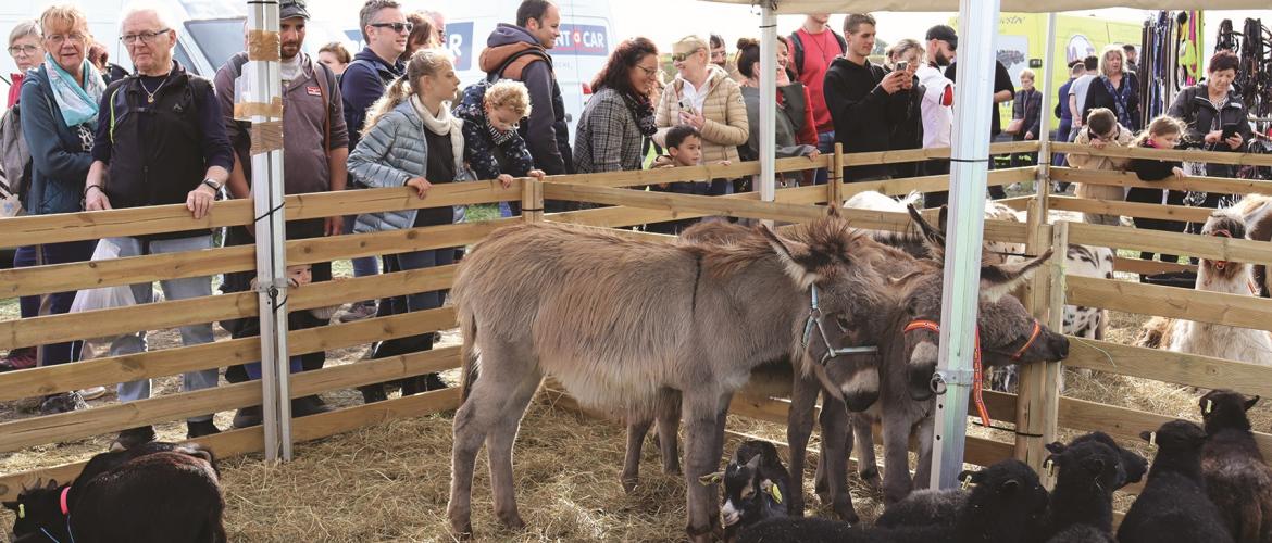 Bien qu’il n’y ait pas de bovin présent cette année, les animaux présents sauront attirer les visiteurs. Photo DR.