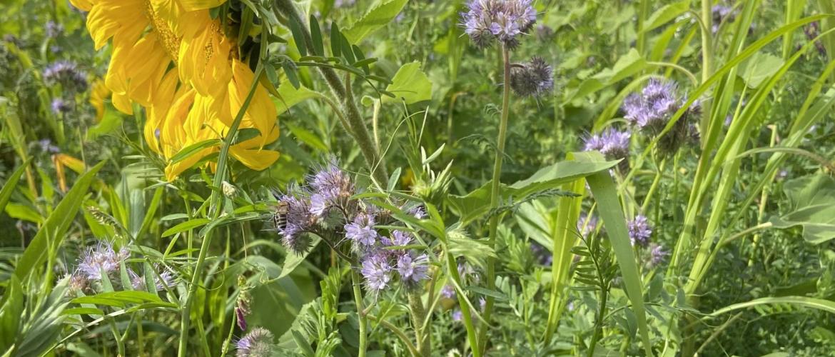 Pour que les couverts végétaux soient pleinement efficaces, il faut les implanter au bon moment. «Vous aurez des échecs, mais il faut persévérer», dit Sarah Singa. (Crédit photo : F.PERY)