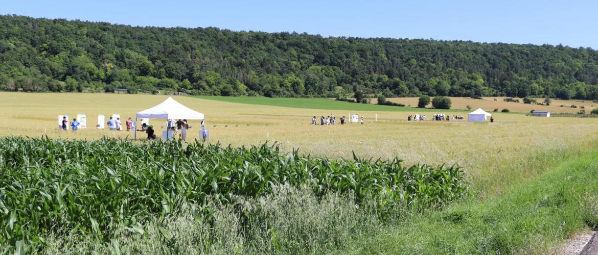 Ateliers en champ, animations, et présentations des résultats des essais en agriculture biologique par les conseillers de la CRAGE. (Crédit photo : Justine JORIS)