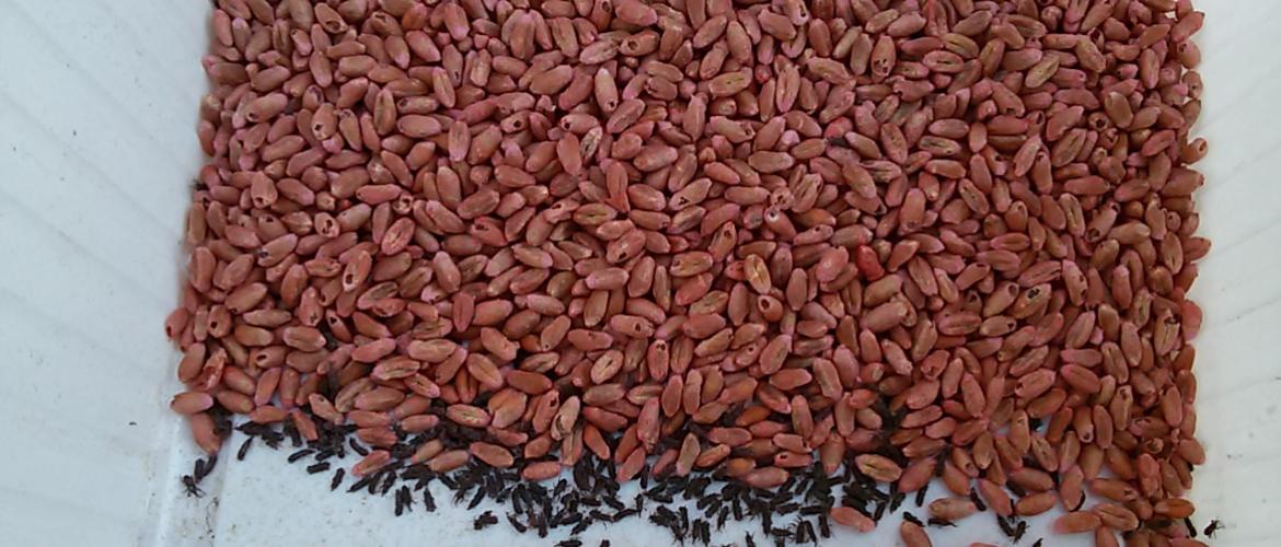 Le charançon du blé est un petit coléoptère capable de causer de gros dégâts aux grains de céréales et de légumineuses. Crédit photo : Begonia