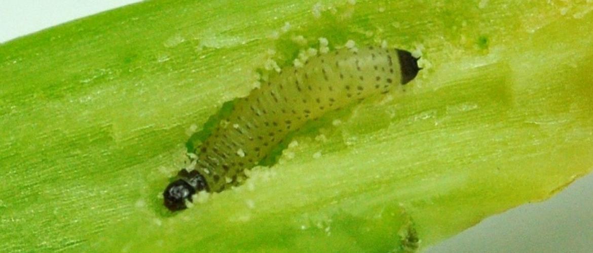 Pour optimiser l’efficacité de la solution, les interventions doivent cibler des périodes climatiques favorables de plusieurs jours.  Photo : Terres Inovia