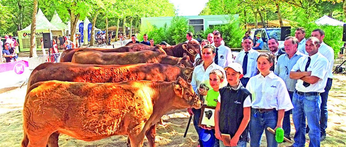 Un concours régional Limousin, comme tête d’affiche. Photo : JL.Masson Un concours régional Limousin, comme tête d’affiche. Photo : JL.Masson