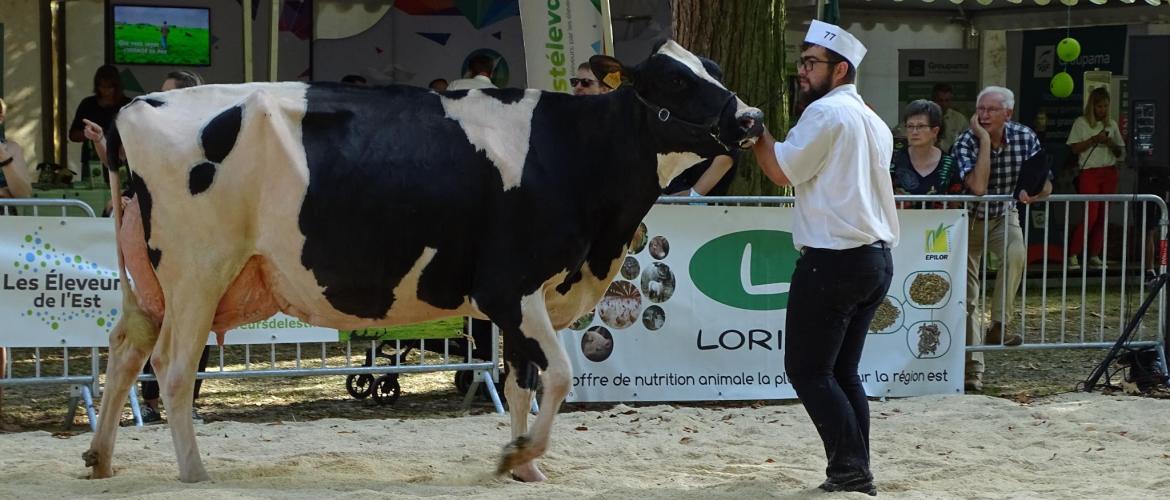 Louane accomplit son dernier tour de piste, sous l’œil du juge Prim’Holstein. Elle sera la grande Championne de Lunéville 2021. Photo : JL.Masson