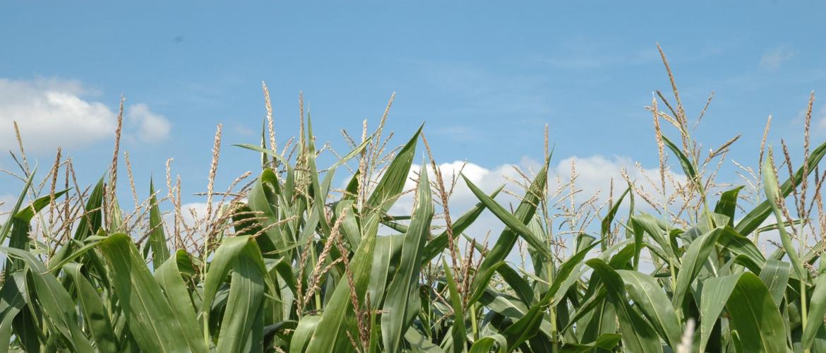 Arvalis souhaite sensibiliser les éleveurs, les CUMA et les entreprises de travaux agricoles à l’avancement de la maturité des maïs, afin de déclencher les chantiers de récolte à temps. Photo d’archives.