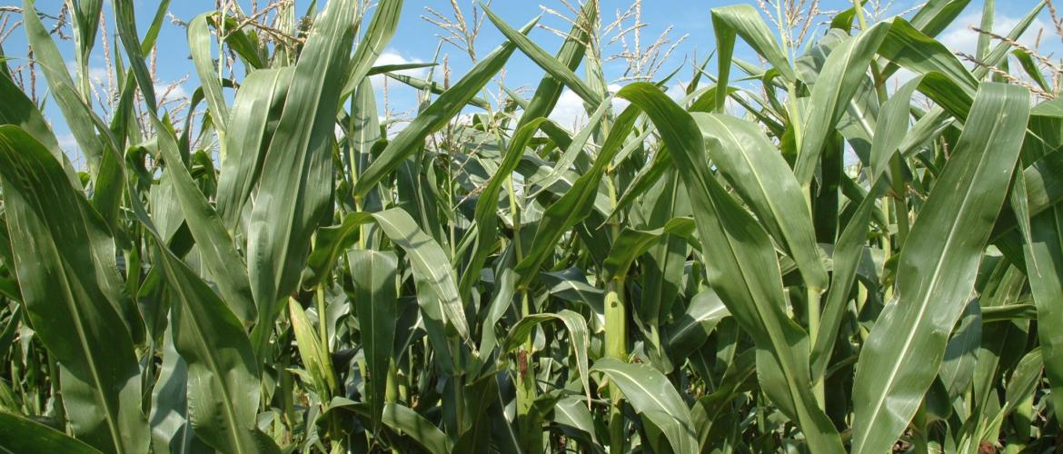 Sur la récolte 2025, «près de 75 % des ensilages de maïs présente une teneur en amidon supérieure à 30 %».