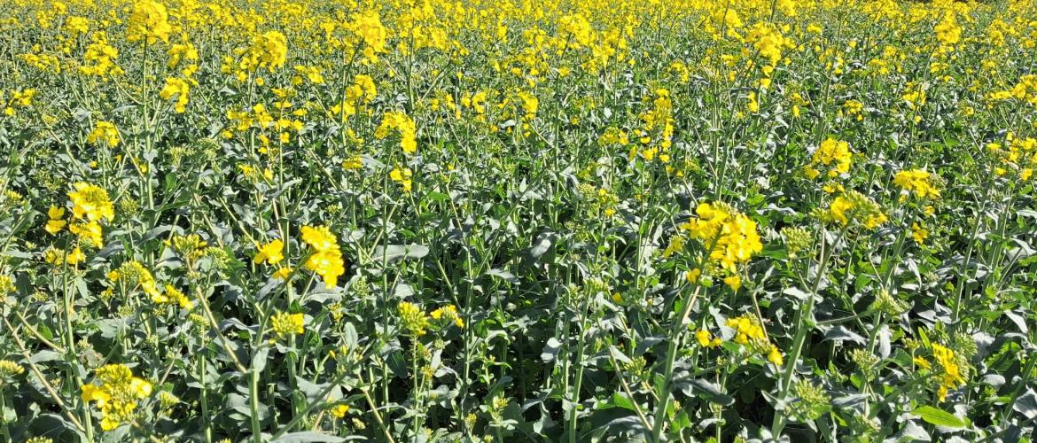 Le colza a subi des à-coups climatiques au moment de la floraison.