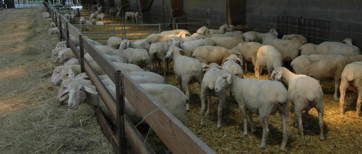 Au 8 août, la France comptabilisait trois foyers de Fco-Btv 3, dans le Nord, l’Aisne et les Ardennes. Photo : H.Flamant