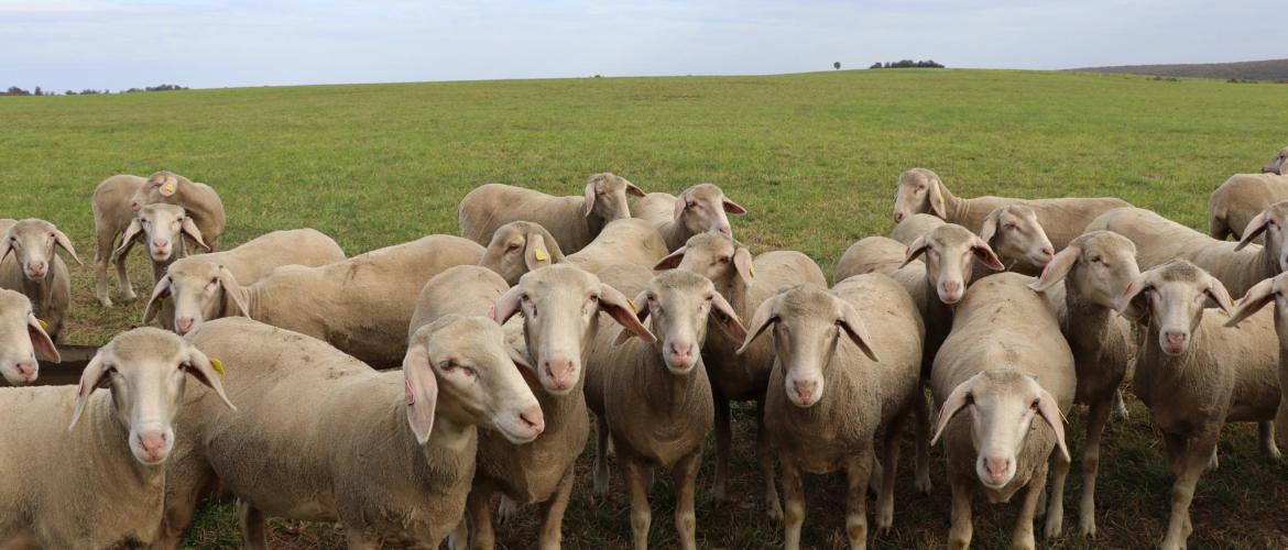 Un axe de prévention à ne pas négliger est le renforcement de l’immunité globale du troupeau. Photo : H.Flamant