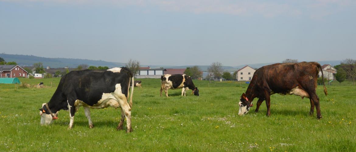 Timothée Petit : «En France, les éleveurs réfléchissent l’utilisation de leurs prairies en fonction des besoins physiologiques des animaux».