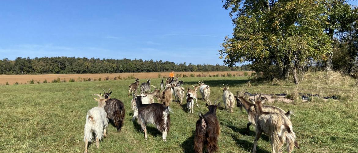 Alpines, Poitevines, Toggenbourgs et chèvres de Lorraine composent  le troupeau de Pauline. Photo DR