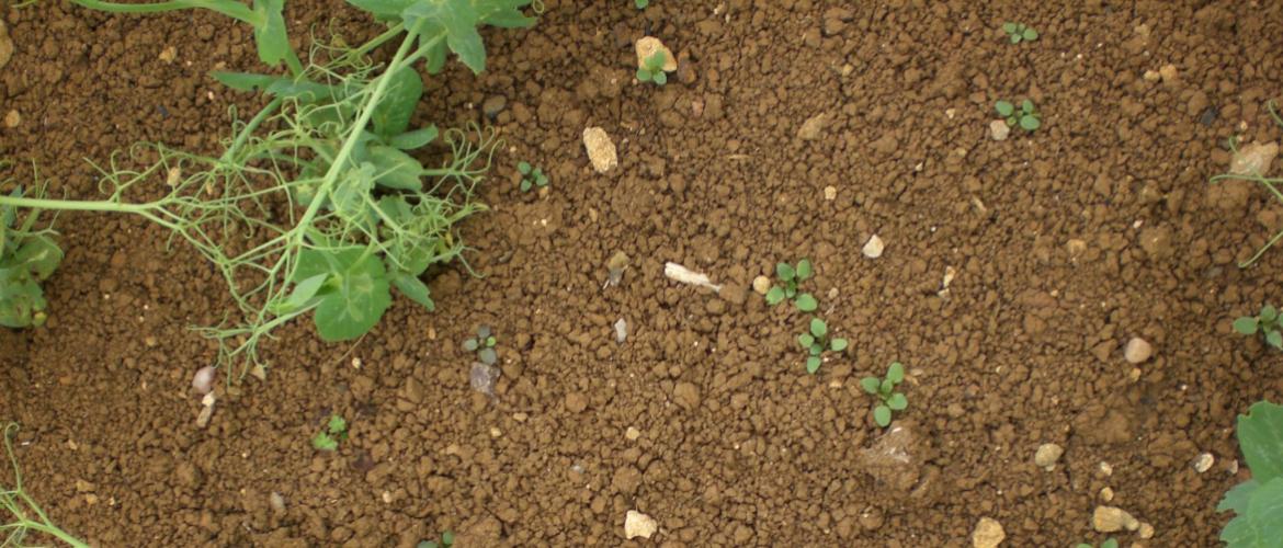 Dicotylédones émergentes sur pois d’hiver. Photo Terres Inovia