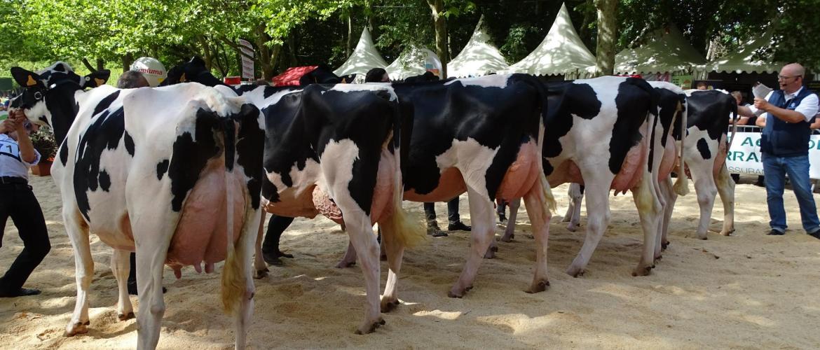 Le concours Prim’Holstein départemental se déroulera sur la journée du samedi. Photo : JL.Masson