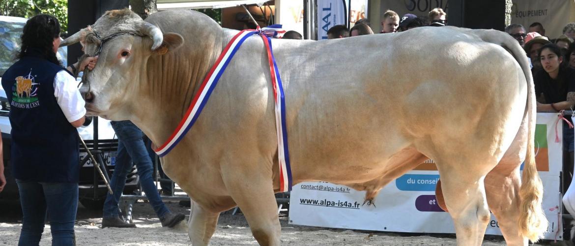 Tango, taureau du GAEC des Blondes, a décroché deux titres : celui de champion mâle adulte et meilleur animal du concours. Son imposante carrure a impressionné le public réunis autour du ring. Photo : I.ANTOINE