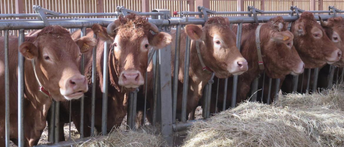 Sur l’exercice écoulé, 1.305 places d'engraissement ont été créées. Photo : H.Flamant