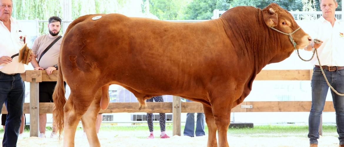 UNIVERSAL est un nouveau taureau reproducteur sur la ferme Clemes-Majerus. Il a été nommé champion national à Ettelbrück en 2025.