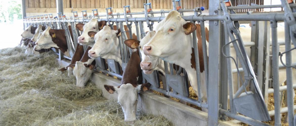 Les vaches taries consomment davantage que les références des années 90 : il faut en tenir compte pour ajuster les rations. Crédit photo : A.Coronel