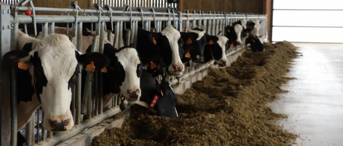 Pour les vaches laitières, l’enjeu est d’apporter une quantité maitrisée d’amidon dégradable pour satisfaire l’équilibre nutritionnel du rumen et prévenir les risques de pathologies digestives.Photo : H.Flamant
