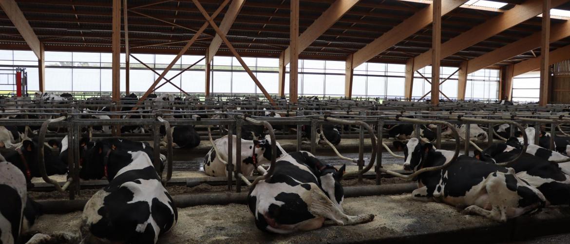 « Chaque lactation supplémentaire améliore le bilan économique, tant que la santé de l’animal permet une poursuite sans dégradation des performances », souligne Franck Lavedrine (IDELE).