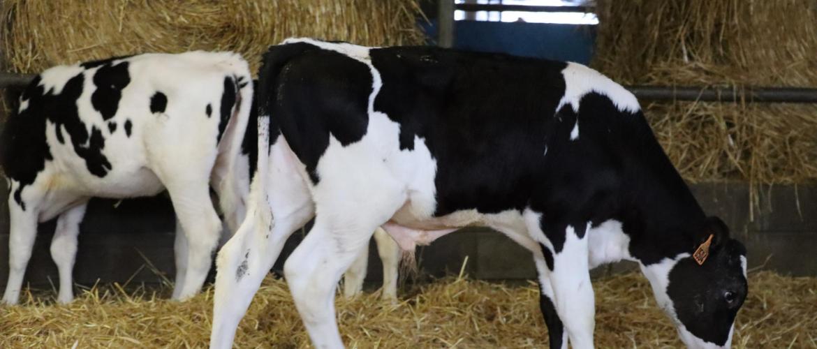 Colostrum, phase lactée, alimentation, repères de croissance et additifs… À l’occasion des Hivernales 2026, les équipes de Seenorest partageront des clés concrètes pour optimiser l’élevage dès les premiers jours.