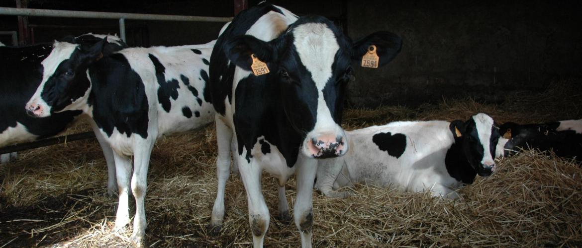 En phase lactée, le Gmq moyen est d’environ 850 à 900 g/jour.