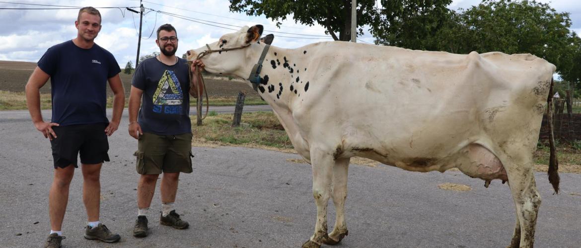 Vincent Krauss et Jérémy Pierre avec Offrande, une vache en 5e veau qui concourra ce week-end à Lunéville. (Crédit photo : Hélène Flamant)