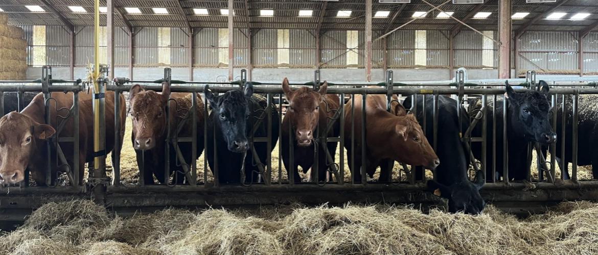 L’après-midi a été consacrée à la visite de la ferme de Louis Remy. Près de 80 animaux Redyblack ont pu être admirés par les éleveurs présents. Photo Bovinext.