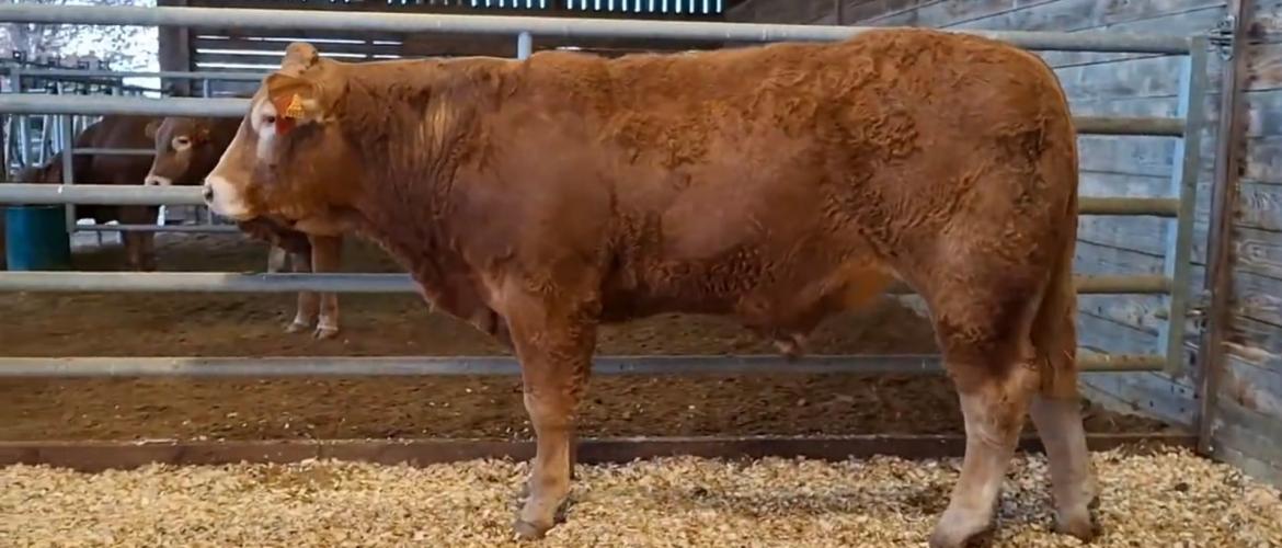 Visiteur, le taureau acquis par le duo à la station de Lanaud pour un prix de 29 100 euros. Photo : J.JORIS