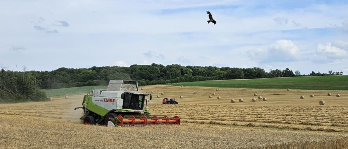 La synthèse de la récolte du blé ressortira-t-elle, à l’instar des orges d’hiver, de 10 % supérieure à la moyenne olympique ? Photo : Nicolas Masson.