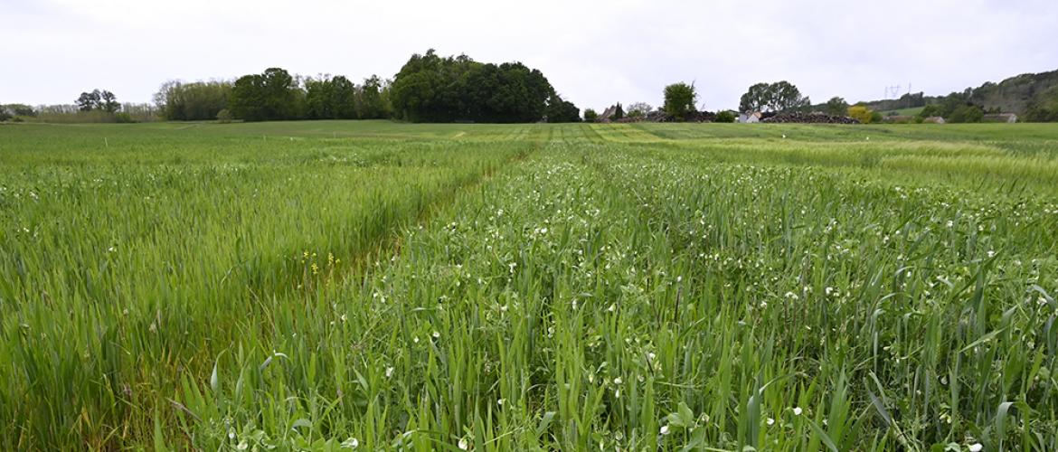  Choisir les bons « partenaires » en se basant sur des critères agronomiques  L.Jung/Terres Inovia